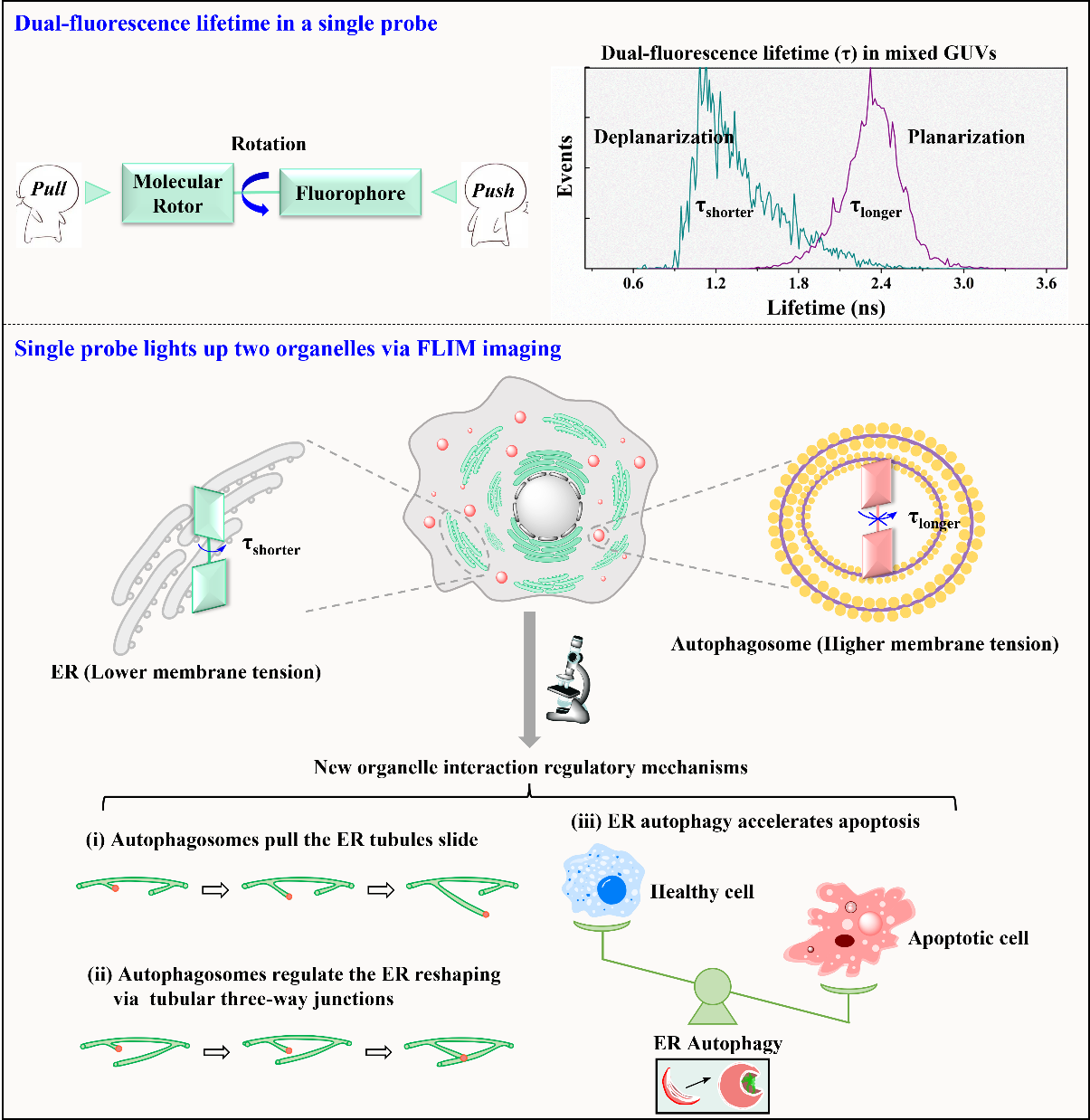我校化学化工学院化学探针与化学生物学团队在细胞器相互作用的调节机制方面取得重要进展